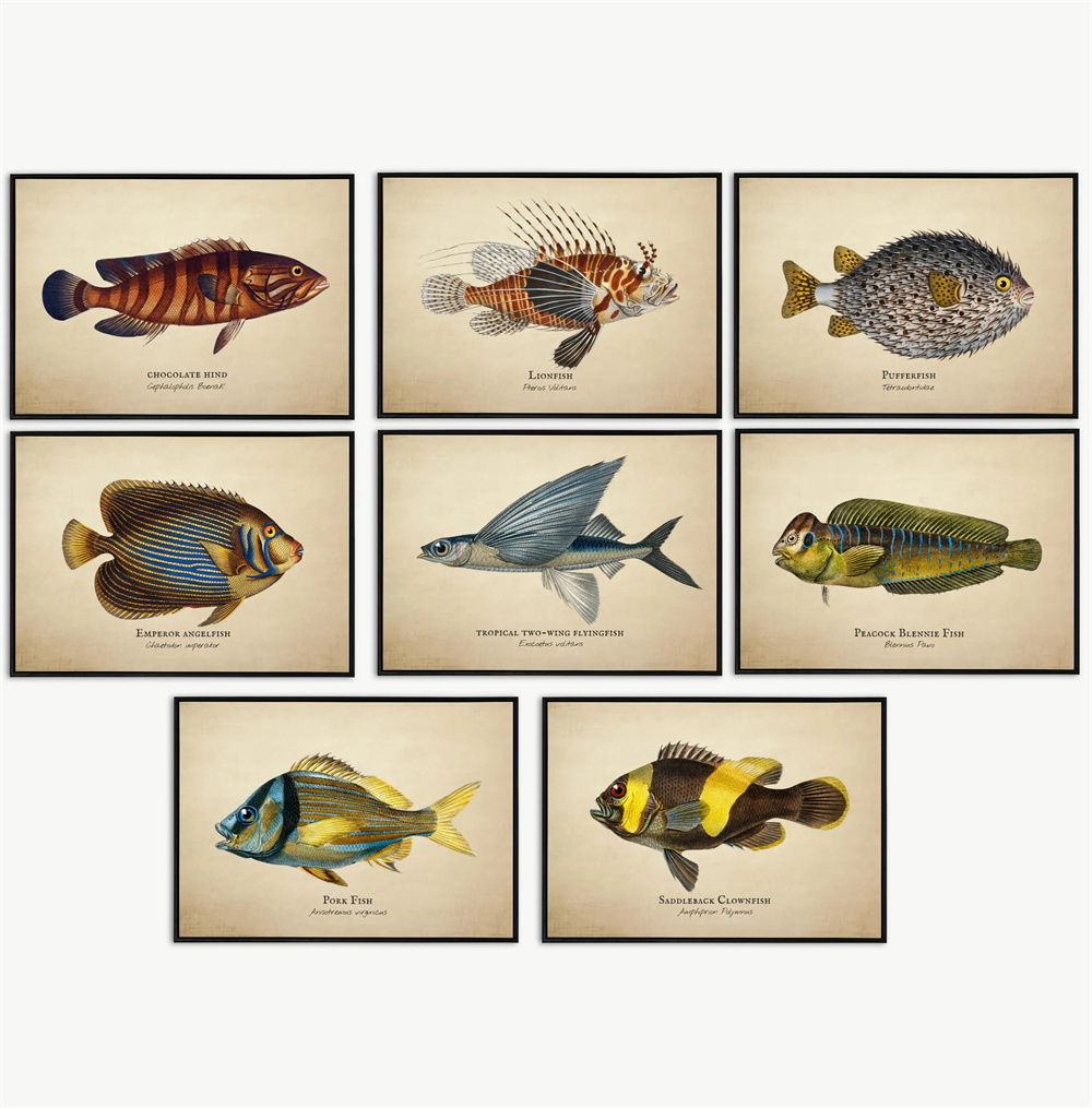 Marine Life Aquariums - Vintage Bilder Tropische Fische Quallen Muscheln