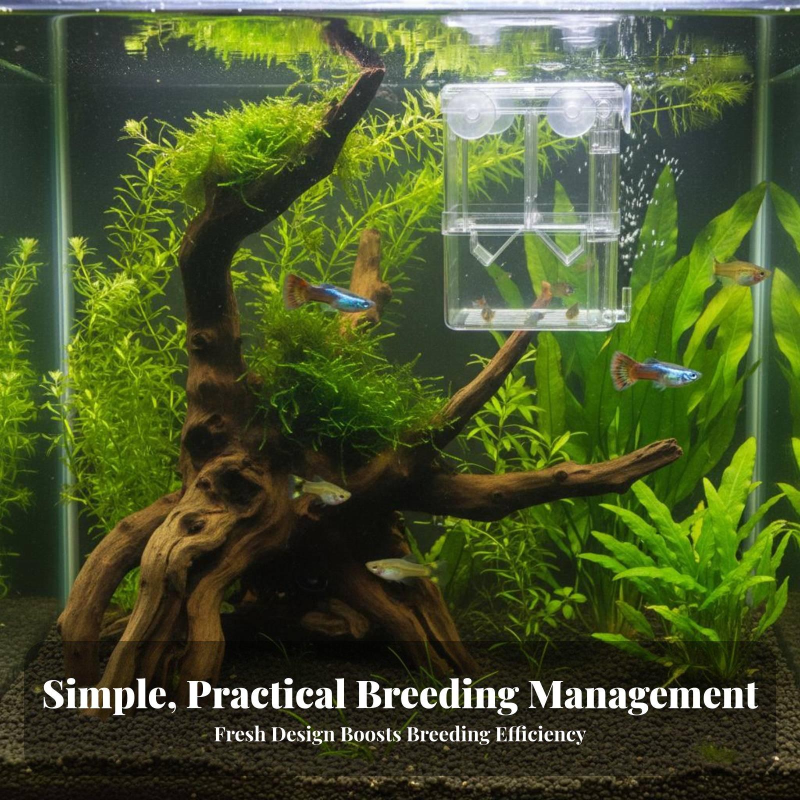 Doppelschichtiger Aquarium-Zuc – Aquarium & Marine Museum Universiti Malaysia Sabah Kota Kinabalu Sabah Reviews Bewertung und Preis