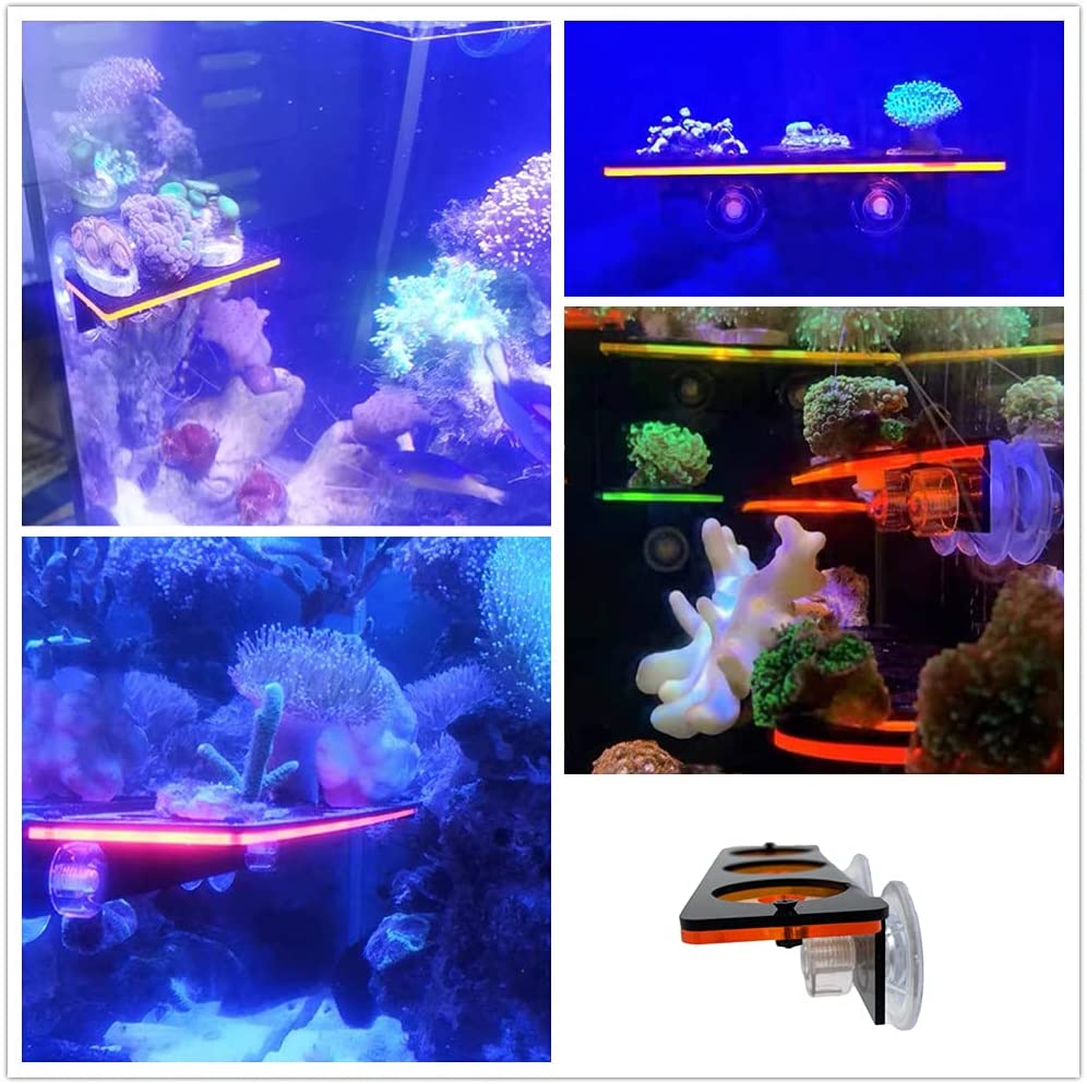 Fluoreszierende Korallen Frag  – Marine Aquarium Aquascape Bewertung und Preis